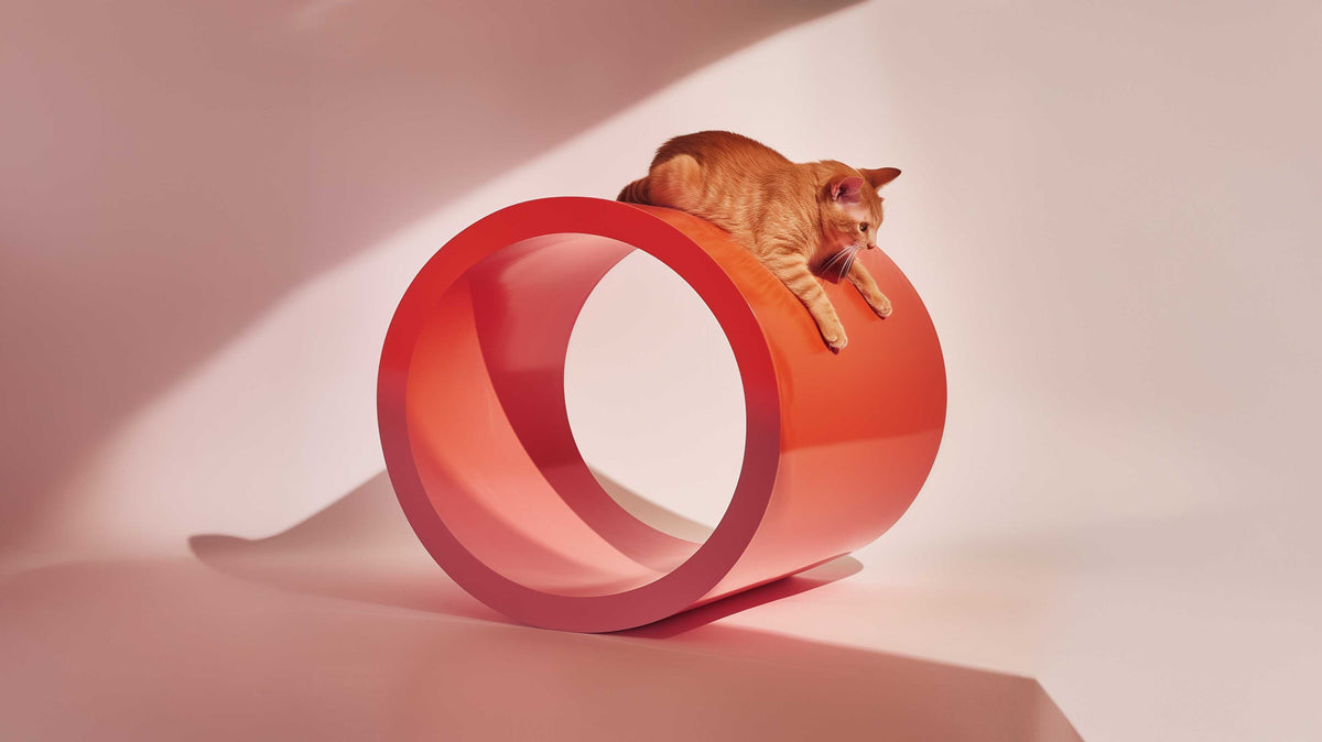 Kitten items